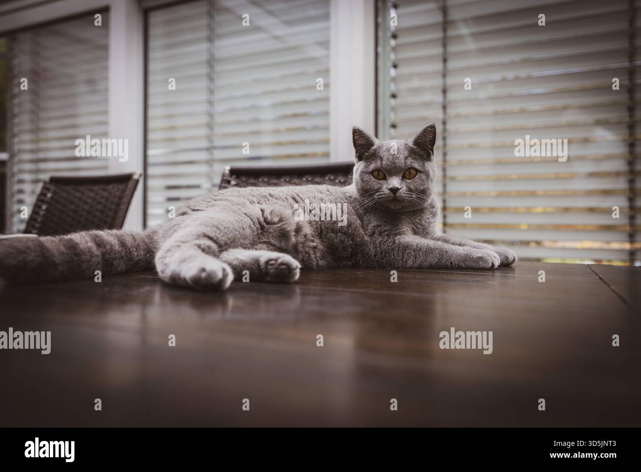 Un beau chat gris British Shorthair allongé détendu sur une table en bois à l'intérieur. Le chat a des yeux jaunes frappants et un pelage moelleux et doux, donnant un ele Banque D'Images
