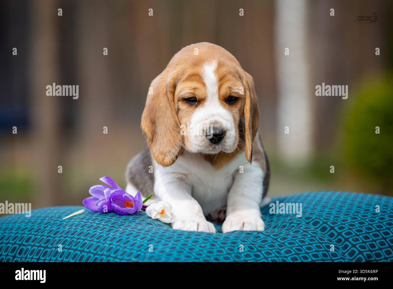 Chiot beagle mignon dormant sur une couverture bleue avec fleur violette, studio shooté avec un fond bokeh doux Banque D'Images