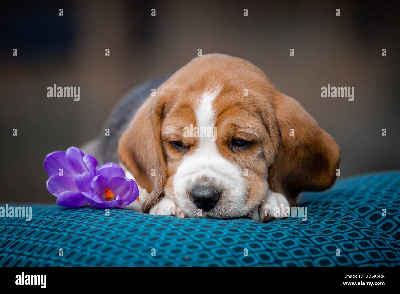 Chiot beagle mignon dormant sur une couverture bleue avec fleur violette, studio shooté avec un fond bokeh doux Banque D'Images