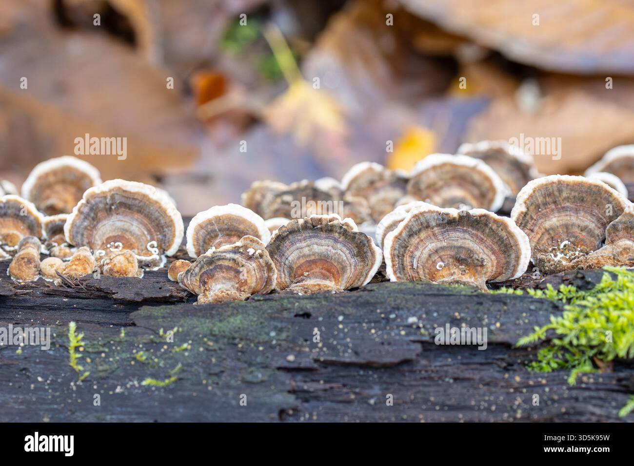 Champignons Turkeytail sur un tronc d'arbre Banque D'Images