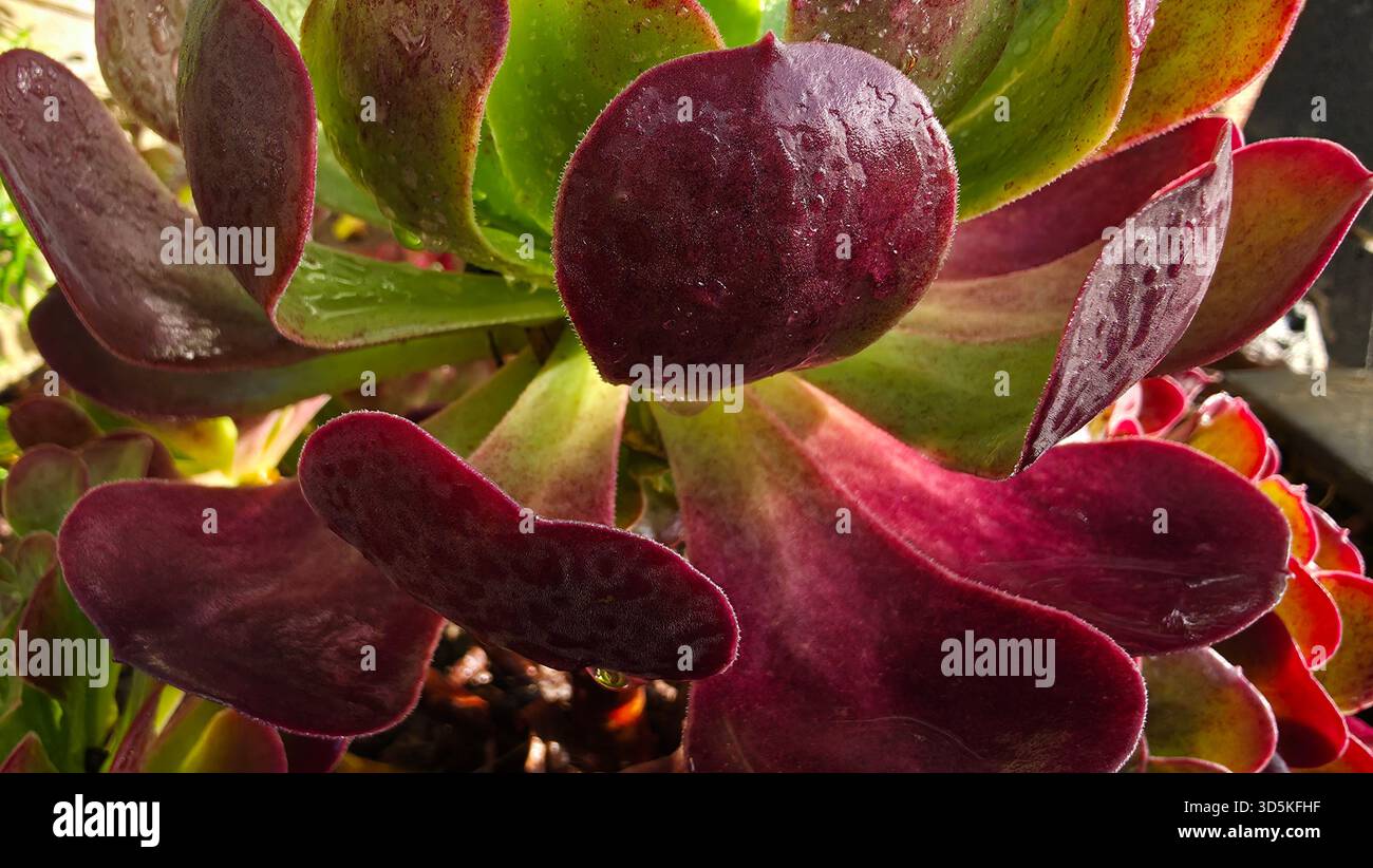 gros plan d'argent succulent rouge et vert. bejeque. Banque D'Images