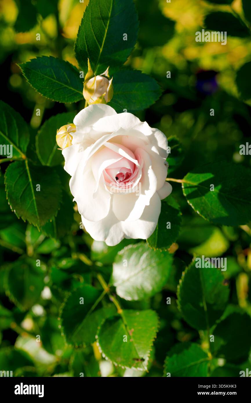 Gros plan vertical d'une rose simple pétale blanche ou rose pâle avec des étamines sombres proéminentes sur un fond bokeh vert doux Banque D'Images
