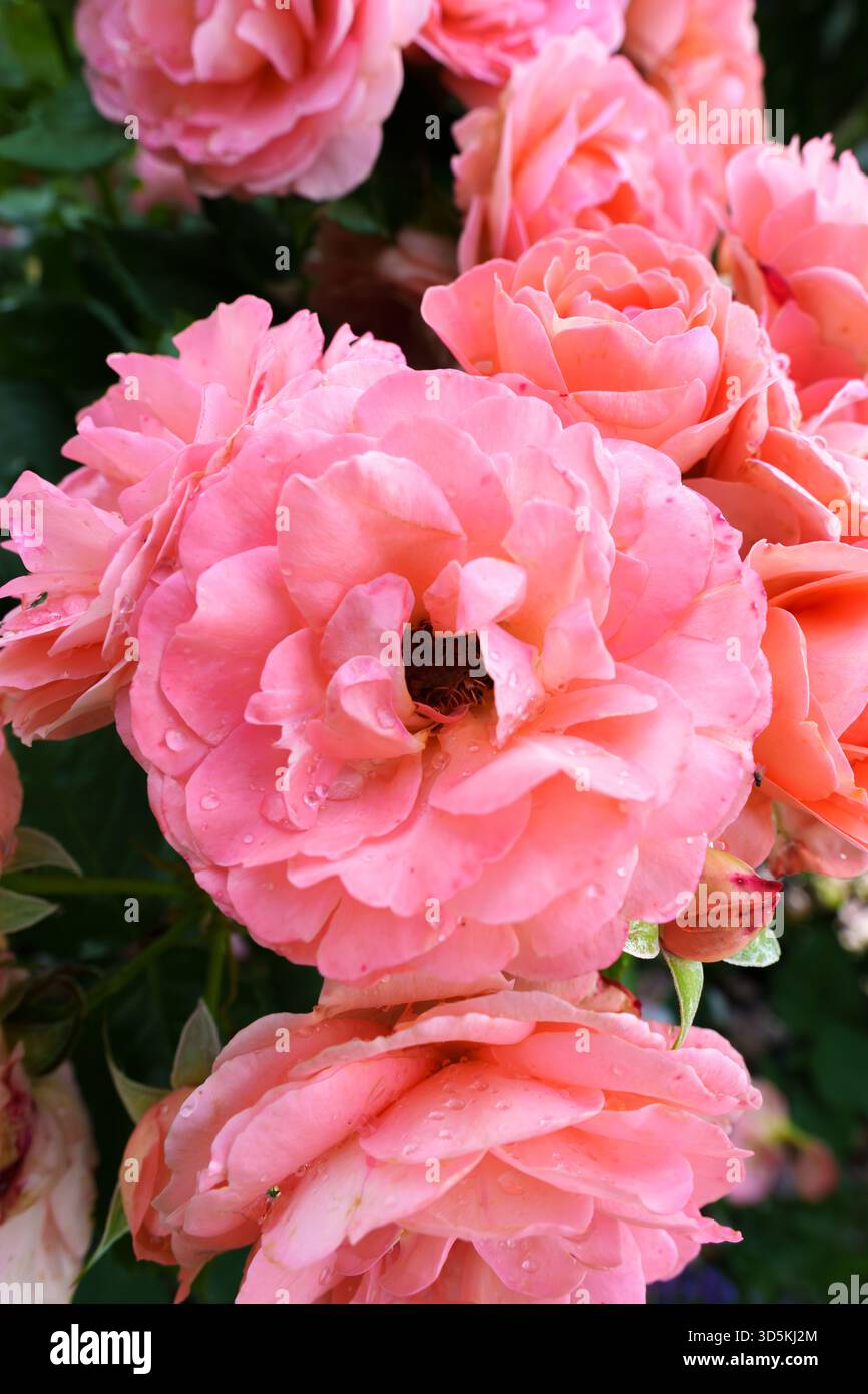 Vue rapprochée de dessus d'une fleur de rose 'nostalgie' en fleurs avec un centre blanc crème et des bords rouges cerise dans un jardin ensoleillé avec des feuilles vertes Banque D'Images