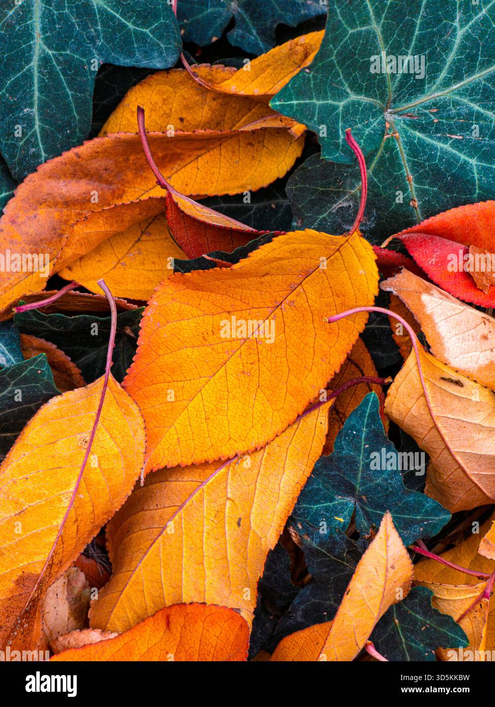 Un tas de feuilles jaunes sur le sol. Les feuilles sont dispersées et certaines sont plus grandes que d'autres. Les feuilles sont de couleur brune et orange Banque D'Images