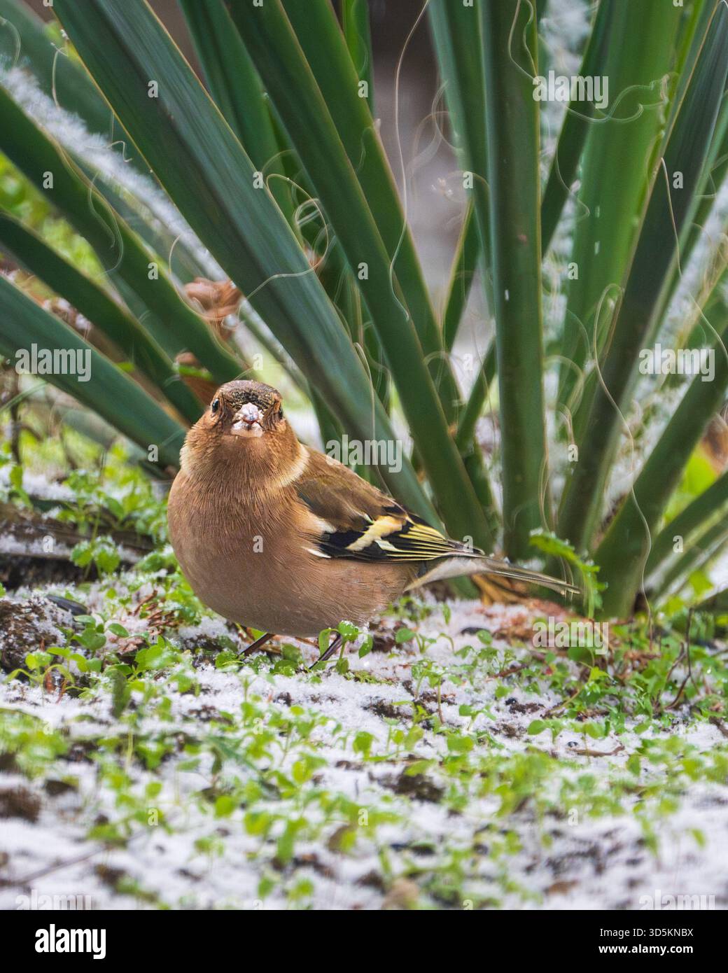 Image en gros plan d'un chapelet commun debout sur un sol enneigé avec des plantes vertes, capturé dans la lumière de l'hiver. Banque D'Images