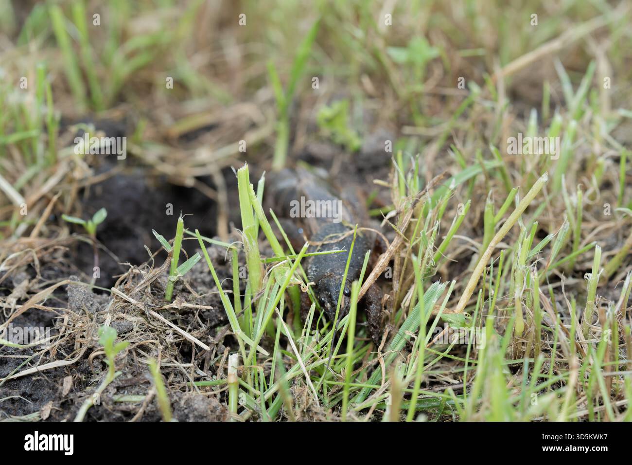 Taupe cricket photographié de près et sous angle bas, pendant la journée en plein soleil, mise au point sélective Banque D'Images