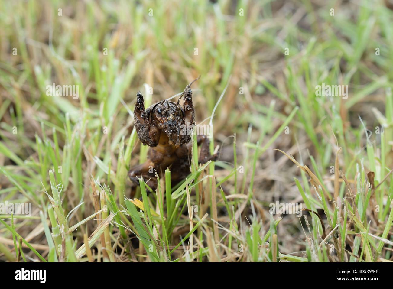 Taupe cricket photographié de près et sous angle bas, pendant la journée en plein soleil, mise au point sélective Banque D'Images