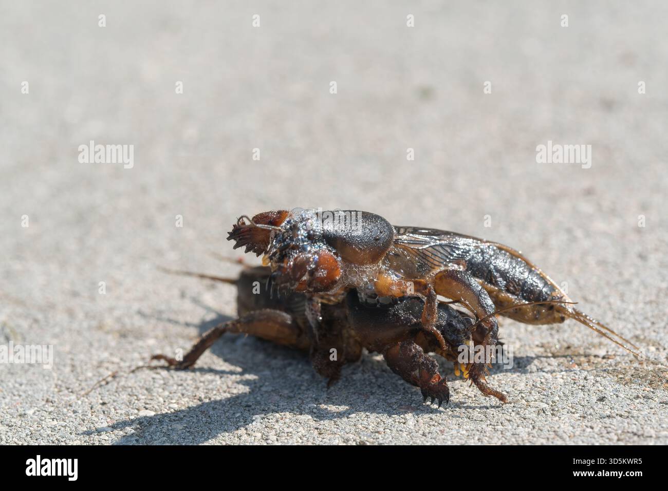 Taupe cricket photographié de près et sous angle bas, pendant la journée en plein soleil, mise au point sélective Banque D'Images