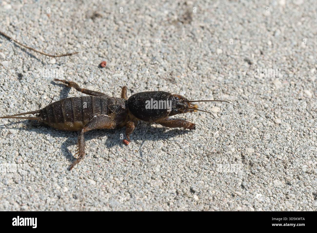 Taupe cricket photographié de près et sous angle bas, pendant la journée en plein soleil, mise au point sélective Banque D'Images