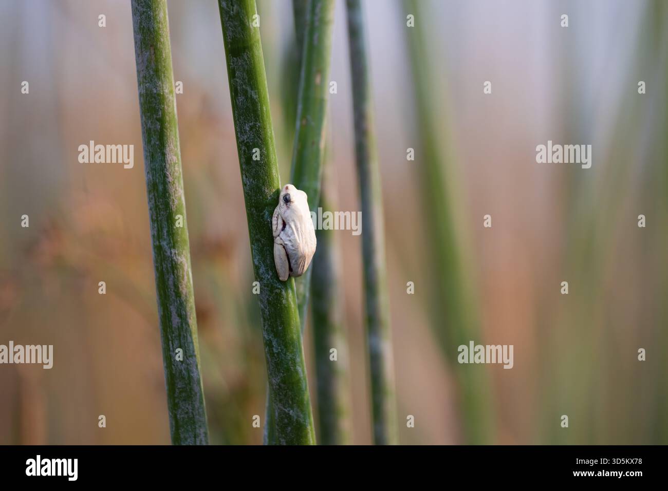 Grenouille rouge de marbre (Hyperolius marmoratus), grenouille blanche assise sur un papyrus, lagune de Xakanaxa, delta de l'Okavango, réserve de Moremi, Botswana Banque D'Images