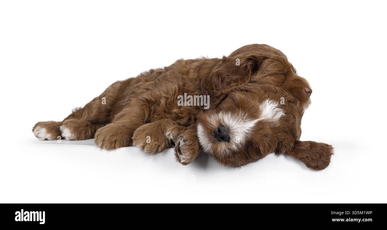 2 mignons Labradoodle aka Cobberdog chiots, allongés les uns sur les autres pendant le sommeil. Yeux fermés. Isolé sur fond blanc, pays-Bas Banque D'Images