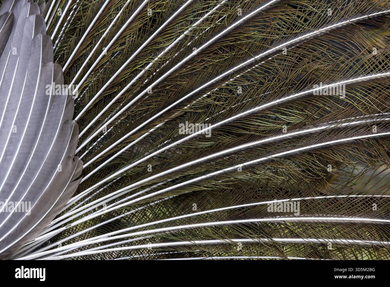 Plein cadre portrait coloré de paon mâle, montrant l'arrière de ses plumes de queue, pays-Bas Banque D'Images