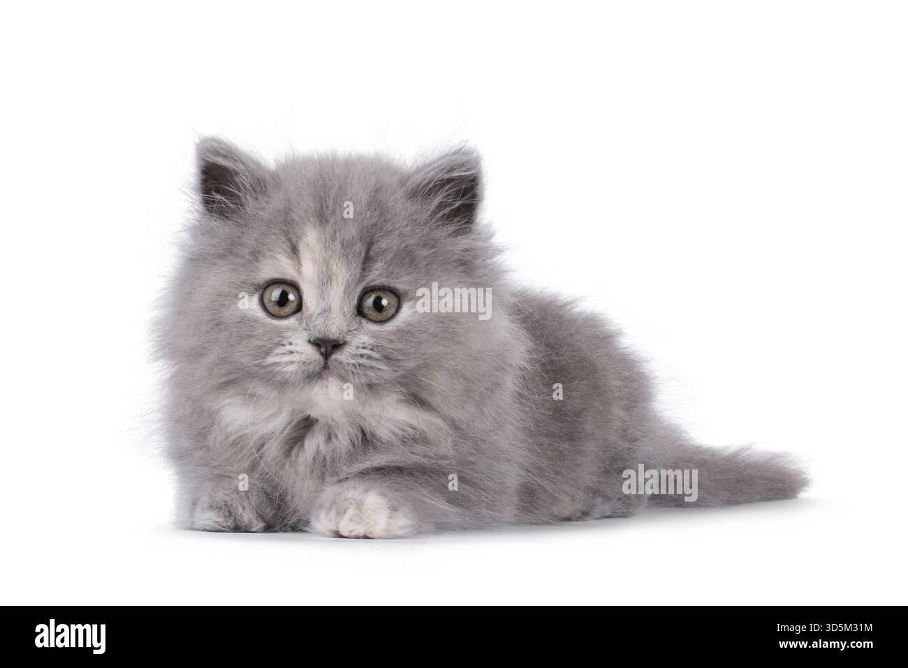 Adorable chaton chat tortie British Longhair bleu, couché face à l'avant. Je suis curieux de voir la caméra. Isolé sur fond blanc, pays-Bas Banque D'Images