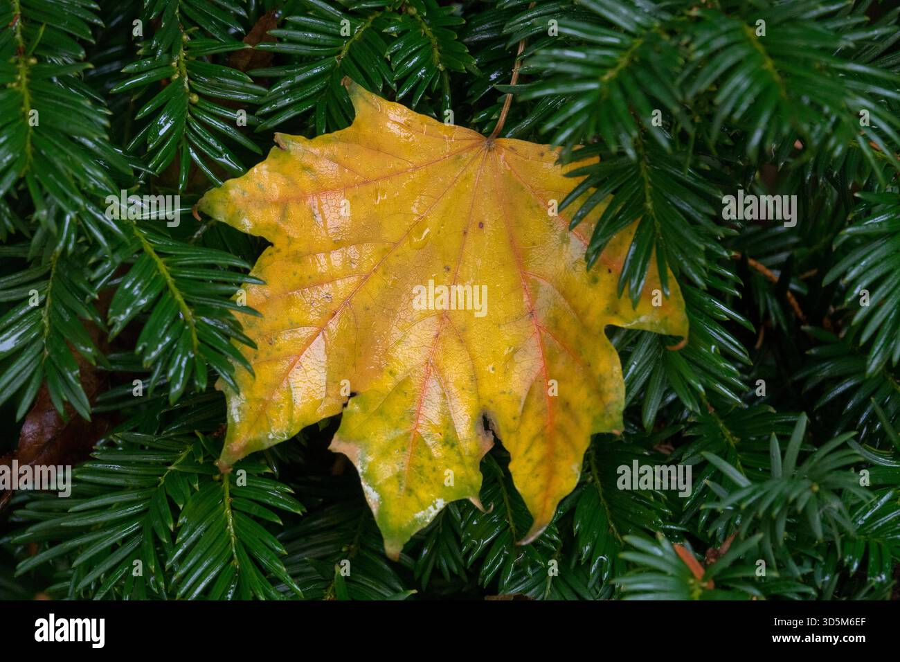 Une seule feuille d'érable d'automne jaune, orange et rouge Sycamore repose sur un lit d'aiguilles d'if vert foncé Banque D'Images