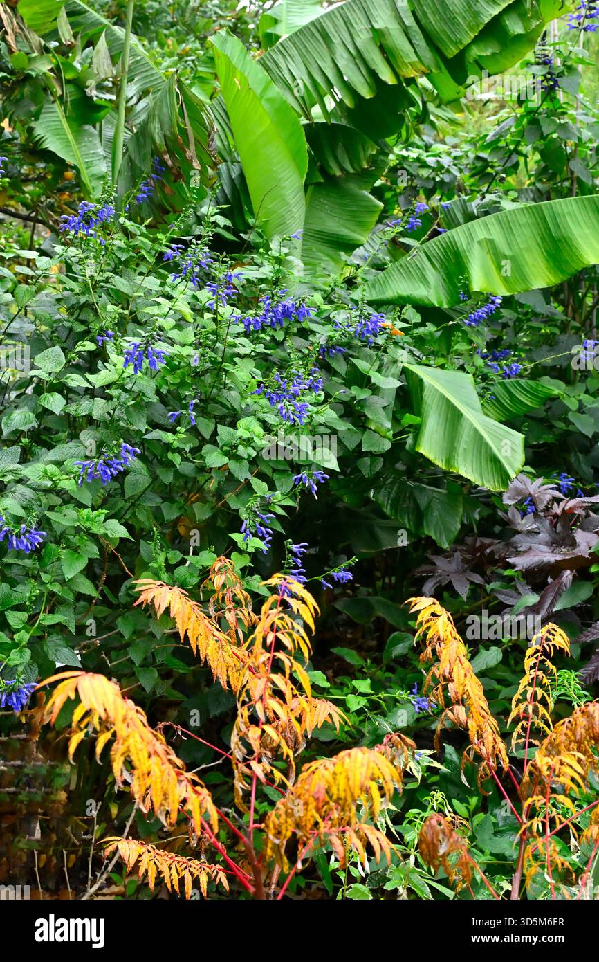 Frontière subtropicale mixte avec bananier, salvia bleue et Sumach de corne de cerf, jardin britannique Rhus typhina novembre Banque D'Images