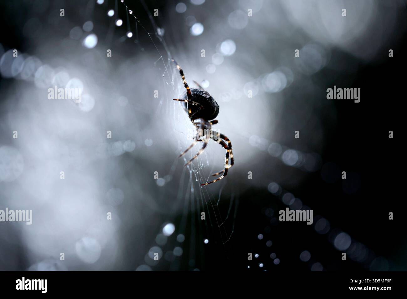 Eine Gemeine Kreuzspinne Araneus diadematus in einem Spinnennetz, in dem Regentropfen glitzern. In Deutschland sind rund 50 verschiedene Kreuzspinnenarten heimisch. Themenbild, Symbolbild Köln, 15.11.2025 NRW Deutschland *** Une araignée croisée commune Araneus diadematus dans une toile d'araignée dans laquelle les gouttes de pluie brillent autour de 50 espèces différentes d'araignées croisées sont originaires d'Allemagne image thème, image symbolique Cologne, 15 11 2025 NRW Allemagne Copyright : xChristophxHardtx Banque D'Images