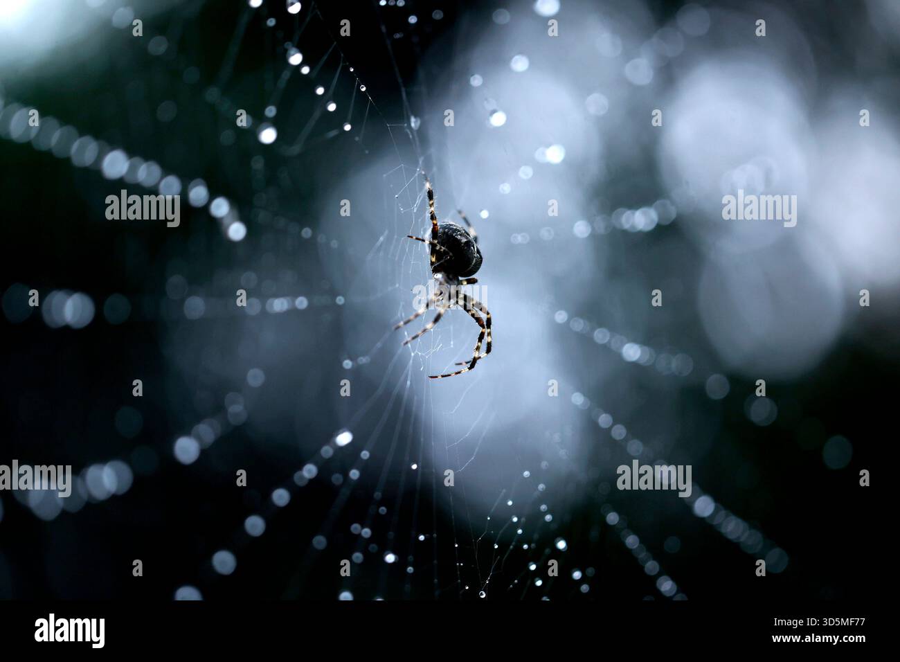 Eine Gemeine Kreuzspinne Araneus diadematus in einem Spinnennetz, in dem Regentropfen glitzern. In Deutschland sind rund 50 verschiedene Kreuzspinnenarten heimisch. Themenbild, Symbolbild Köln, 15.11.2025 NRW Deutschland *** Une araignée croisée commune Araneus diadematus dans une toile d'araignée dans laquelle les gouttes de pluie brillent autour de 50 espèces différentes d'araignées croisées sont originaires d'Allemagne image thème, image symbolique Cologne, 15 11 2025 NRW Allemagne Copyright : xChristophxHardtx Banque D'Images