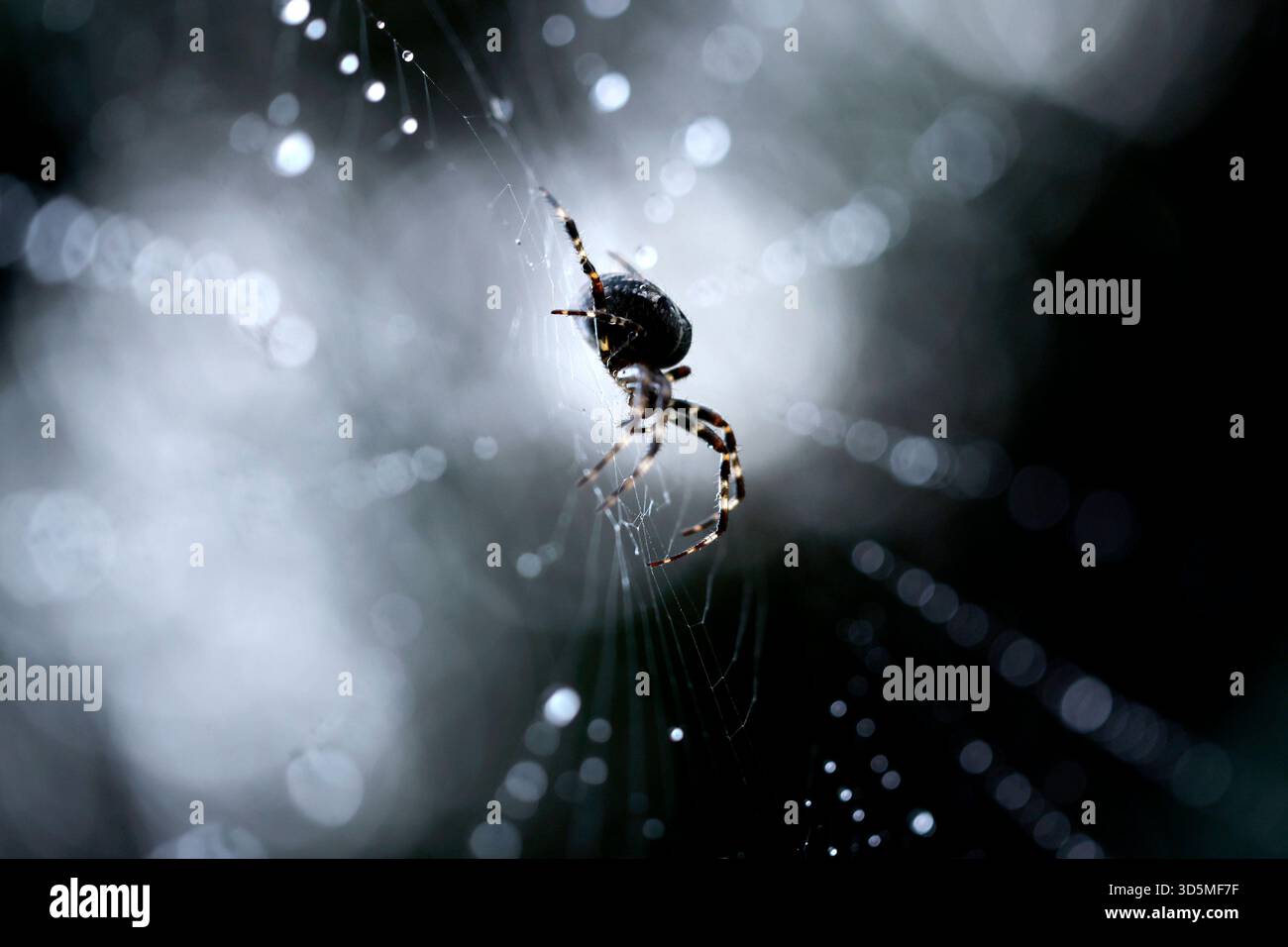 Eine Gemeine Kreuzspinne Araneus diadematus in einem Spinnennetz, in dem Regentropfen glitzern. In Deutschland sind rund 50 verschiedene Kreuzspinnenarten heimisch. Themenbild, Symbolbild Köln, 15.11.2025 NRW Deutschland *** Une araignée croisée commune Araneus diadematus dans une toile d'araignée dans laquelle les gouttes de pluie brillent autour de 50 espèces différentes d'araignées croisées sont originaires d'Allemagne image thème, image symbolique Cologne, 15 11 2025 NRW Allemagne Copyright : xChristophxHardtx Banque D'Images