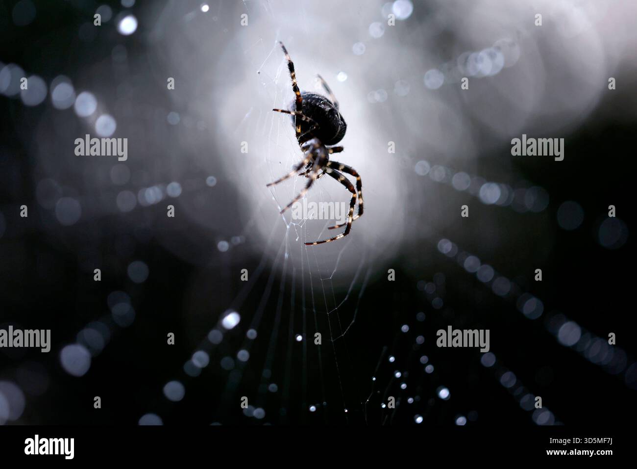 Eine Gemeine Kreuzspinne Araneus diadematus in einem Spinnennetz, in dem Regentropfen glitzern. In Deutschland sind rund 50 verschiedene Kreuzspinnenarten heimisch. Themenbild, Symbolbild Köln, 15.11.2025 NRW Deutschland *** Une araignée croisée commune Araneus diadematus dans une toile d'araignée dans laquelle les gouttes de pluie brillent autour de 50 espèces différentes d'araignées croisées sont originaires d'Allemagne image thème, image symbolique Cologne, 15 11 2025 NRW Allemagne Copyright : xChristophxHardtx Banque D'Images