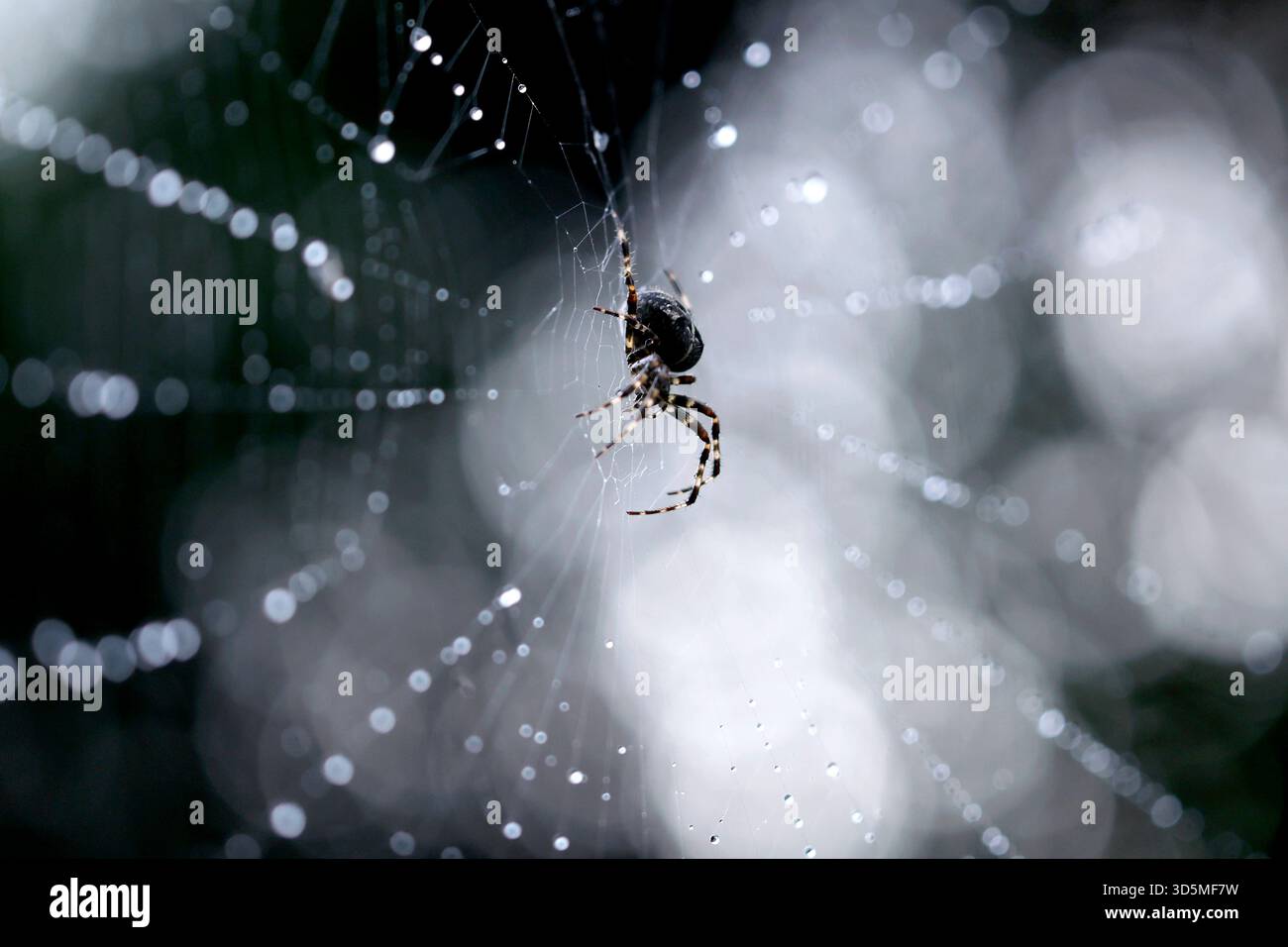 Eine Gemeine Kreuzspinne Araneus diadematus in einem Spinnennetz, in dem Regentropfen glitzern. In Deutschland sind rund 50 verschiedene Kreuzspinnenarten heimisch. Themenbild, Symbolbild Köln, 15.11.2025 NRW Deutschland *** Une araignée croisée commune Araneus diadematus dans une toile d'araignée dans laquelle les gouttes de pluie brillent autour de 50 espèces différentes d'araignées croisées sont originaires d'Allemagne image thème, image symbolique Cologne, 15 11 2025 NRW Allemagne Copyright : xChristophxHardtx Banque D'Images