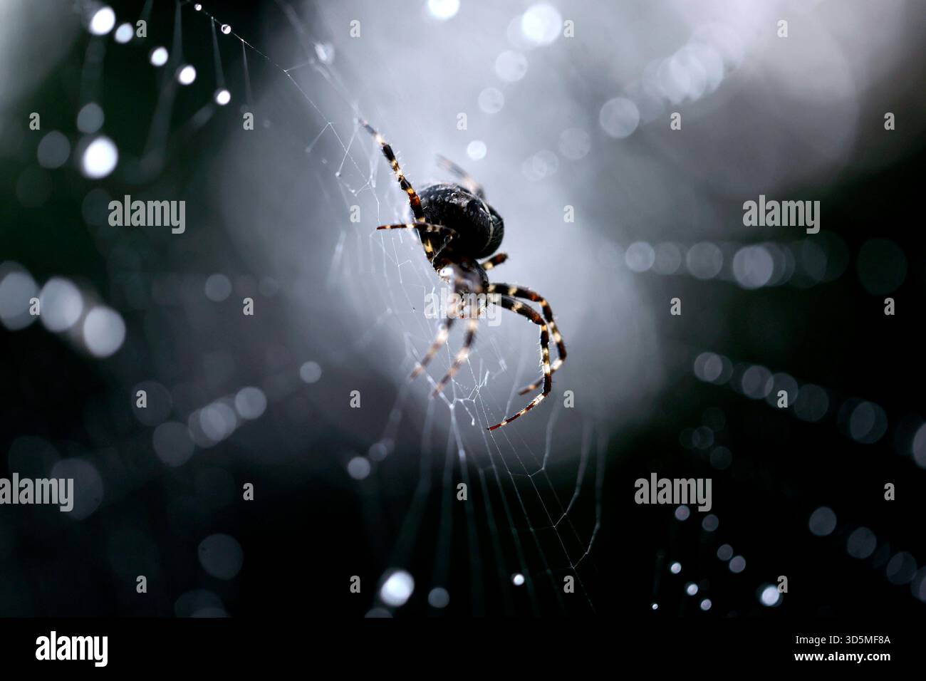 Eine Gemeine Kreuzspinne Araneus diadematus in einem Spinnennetz, in dem Regentropfen glitzern. In Deutschland sind rund 50 verschiedene Kreuzspinnenarten heimisch. Themenbild, Symbolbild Köln, 15.11.2025 NRW Deutschland *** Une araignée croisée commune Araneus diadematus dans une toile d'araignée dans laquelle les gouttes de pluie brillent autour de 50 espèces différentes d'araignées croisées sont originaires d'Allemagne image thème, image symbolique Cologne, 15 11 2025 NRW Allemagne Copyright : xChristophxHardtx Banque D'Images