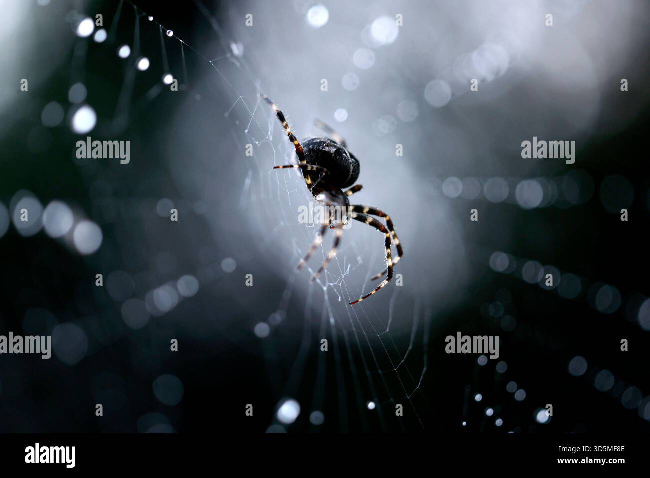 Eine Gemeine Kreuzspinne Araneus diadematus in einem Spinnennetz, in dem Regentropfen glitzern. In Deutschland sind rund 50 verschiedene Kreuzspinnenarten heimisch. Themenbild, Symbolbild Köln, 15.11.2025 NRW Deutschland *** Une araignée croisée commune Araneus diadematus dans une toile d'araignée dans laquelle les gouttes de pluie brillent autour de 50 espèces différentes d'araignées croisées sont originaires d'Allemagne image thème, image symbolique Cologne, 15 11 2025 NRW Allemagne Copyright : xChristophxHardtx Banque D'Images