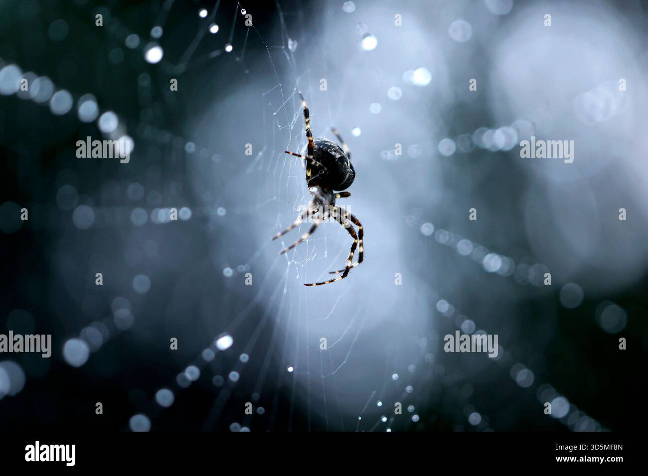 Eine Gemeine Kreuzspinne Araneus diadematus in einem Spinnennetz, in dem Regentropfen glitzern. In Deutschland sind rund 50 verschiedene Kreuzspinnenarten heimisch. Themenbild, Symbolbild Köln, 15.11.2025 NRW Deutschland *** Une araignée croisée commune Araneus diadematus dans une toile d'araignée dans laquelle les gouttes de pluie brillent autour de 50 espèces différentes d'araignées croisées sont originaires d'Allemagne image thème, image symbolique Cologne, 15 11 2025 NRW Allemagne Copyright : xChristophxHardtx Banque D'Images