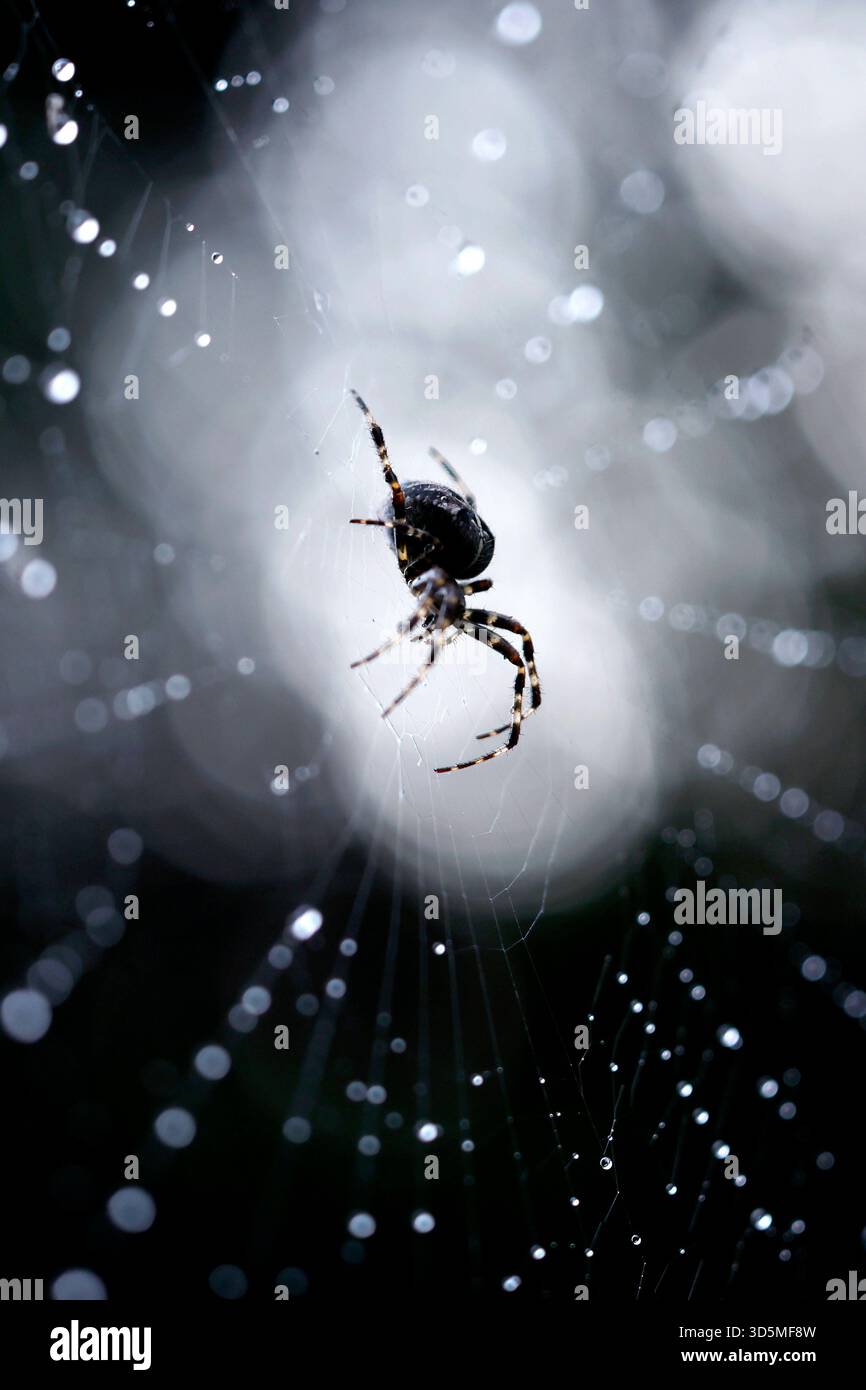 Eine Gemeine Kreuzspinne Araneus diadematus in einem Spinnennetz, in dem Regentropfen glitzern. In Deutschland sind rund 50 verschiedene Kreuzspinnenarten heimisch. Themenbild, Symbolbild Köln, 15.11.2025 NRW Deutschland *** Une araignée croisée commune Araneus diadematus dans une toile d'araignée dans laquelle les gouttes de pluie brillent autour de 50 espèces différentes d'araignées croisées sont originaires d'Allemagne image thème, image symbolique Cologne, 15 11 2025 NRW Allemagne Copyright : xChristophxHardtx Banque D'Images