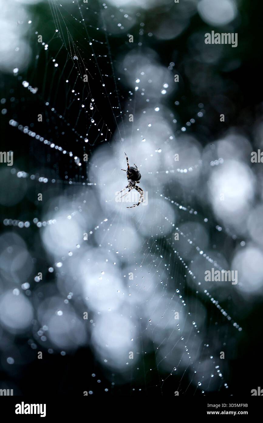 Eine Gemeine Kreuzspinne Araneus diadematus in einem Spinnennetz, in dem Regentropfen glitzern. In Deutschland sind rund 50 verschiedene Kreuzspinnenarten heimisch. Themenbild, Symbolbild Köln, 15.11.2025 NRW Deutschland *** Une araignée croisée commune Araneus diadematus dans une toile d'araignée dans laquelle les gouttes de pluie brillent autour de 50 espèces différentes d'araignées croisées sont originaires d'Allemagne image thème, image symbolique Cologne, 15 11 2025 NRW Allemagne Copyright : xChristophxHardtx Banque D'Images