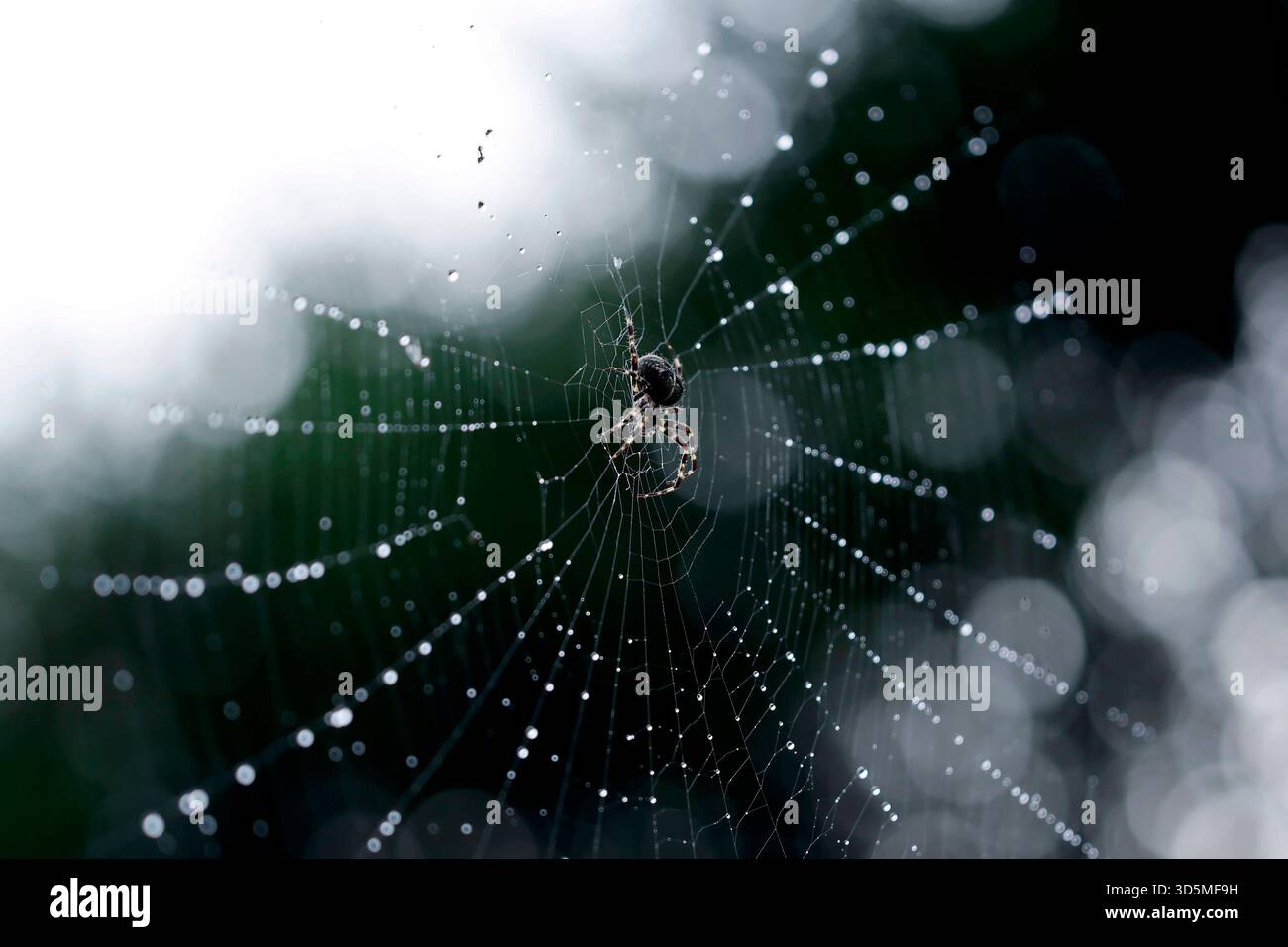 Eine Gemeine Kreuzspinne Araneus diadematus in einem Spinnennetz, in dem Regentropfen glitzern. In Deutschland sind rund 50 verschiedene Kreuzspinnenarten heimisch. Themenbild, Symbolbild Köln, 15.11.2025 NRW Deutschland *** Une araignée croisée commune Araneus diadematus dans une toile d'araignée dans laquelle les gouttes de pluie brillent autour de 50 espèces différentes d'araignées croisées sont originaires d'Allemagne image thème, image symbolique Cologne, 15 11 2025 NRW Allemagne Copyright : xChristophxHardtx Banque D'Images