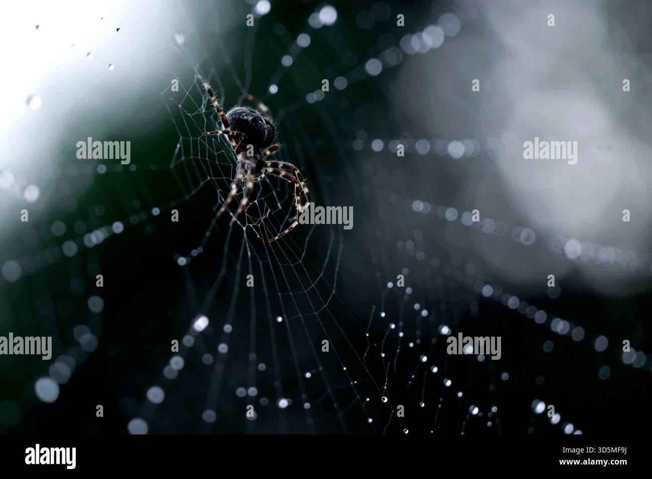 Eine Gemeine Kreuzspinne Araneus diadematus in einem Spinnennetz, in dem Regentropfen glitzern. In Deutschland sind rund 50 verschiedene Kreuzspinnenarten heimisch. Themenbild, Symbolbild Köln, 15.11.2025 NRW Deutschland *** Une araignée croisée commune Araneus diadematus dans une toile d'araignée dans laquelle les gouttes de pluie brillent autour de 50 espèces différentes d'araignées croisées sont originaires d'Allemagne image thème, image symbolique Cologne, 15 11 2025 NRW Allemagne Copyright : xChristophxHardtx Banque D'Images