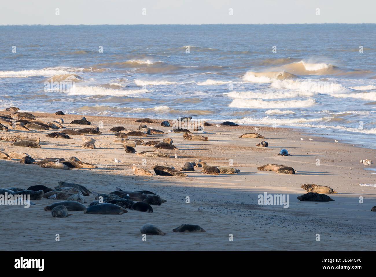 Colonie de phoques gris sur une plage. Groupe de phoques gris femelles (Halichoerus grypus) en hiver à Horsey Gap, Norfolk, Royaume-Uni Banque D'Images