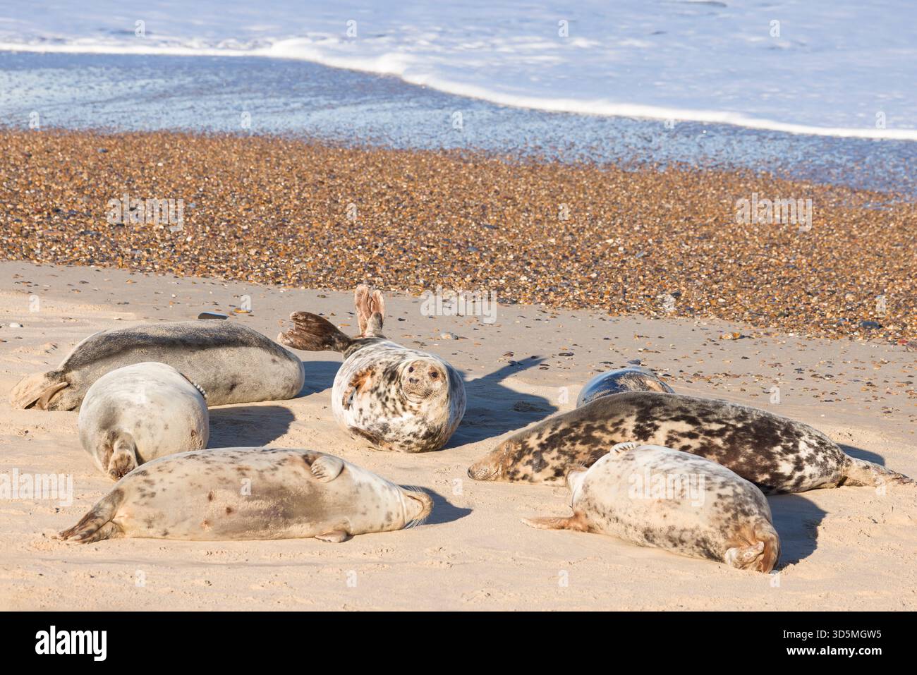Colonie de phoques gris sur une plage. Groupe de phoques gris femelles (Halichoerus grypus) en hiver à Horsey Gap, Norfolk, Royaume-Uni Banque D'Images