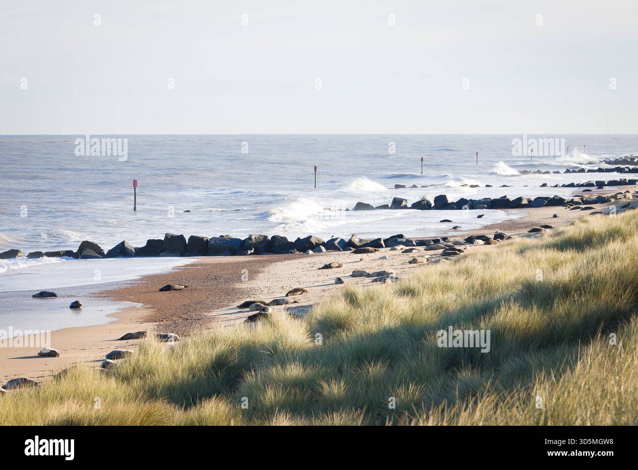 Colonie de phoques gris sur une plage. Phoques gris (Halichoerus grypus) en hiver à Horsey Gap, Norfolk, Royaume-Uni Banque D'Images