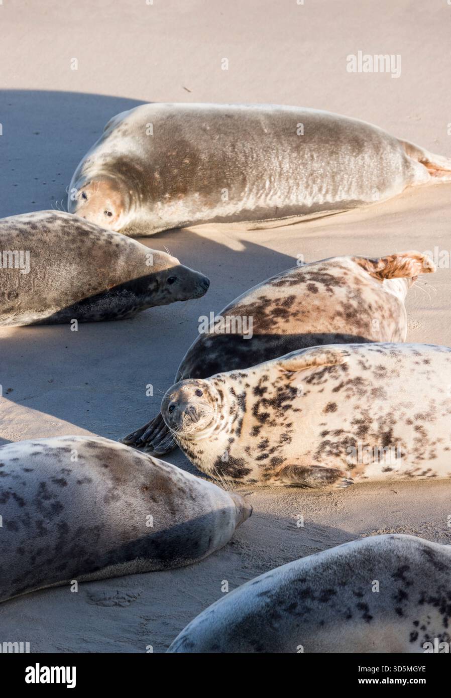 Colonie de phoques gris sur une plage. Groupe de phoques gris femelles (Halichoerus grypus) en hiver à Horsey Gap, Norfolk, Royaume-Uni Banque D'Images