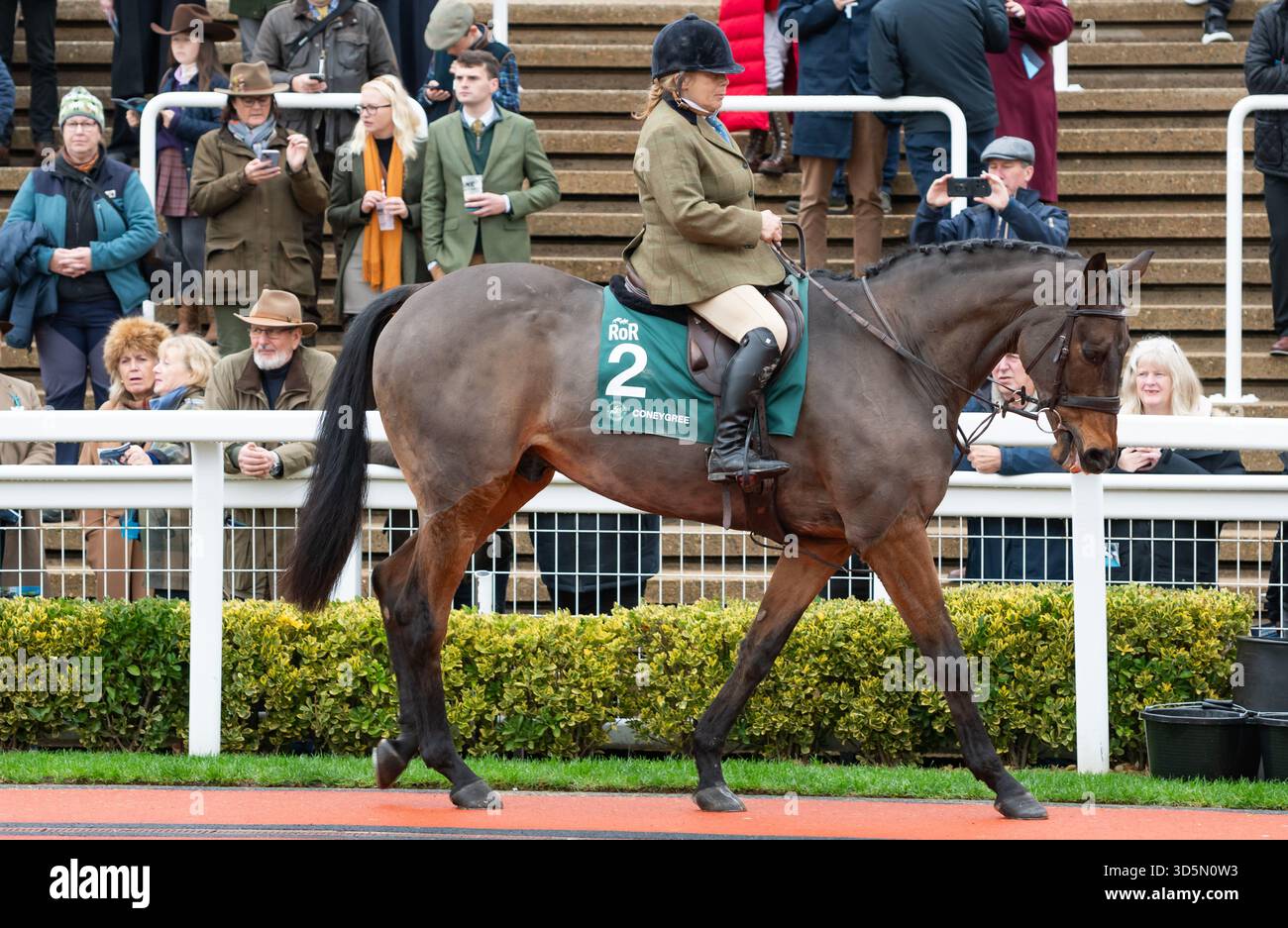 Coneygree et la cavalière Sara Bradstock participent à la parade de recyclage des chevaux de course, Cheltenham, 15/11/25. Crédit JTW Equine images / Alamy. Banque D'Images