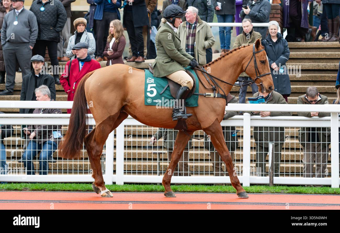 Melon et la cavalière Sophie Candy participent à la parade de recyclage des chevaux de course, Cheltenham, 15/11/25. Crédit JTW Equine images / Alamy. Banque D'Images