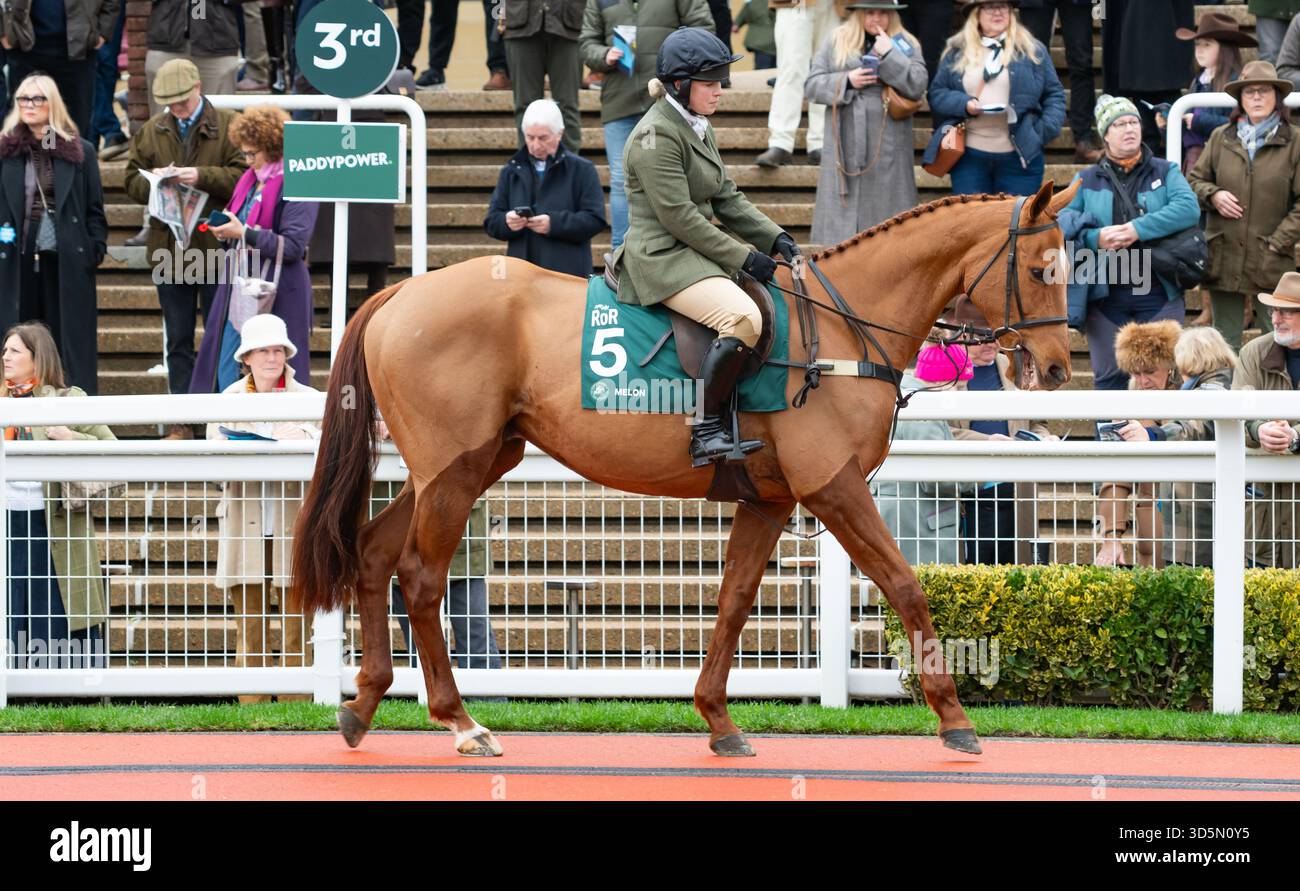 Melon et la cavalière Sophie Candy participent à la parade de recyclage des chevaux de course, Cheltenham, 15/11/25. Crédit JTW Equine images / Alamy. Banque D'Images
