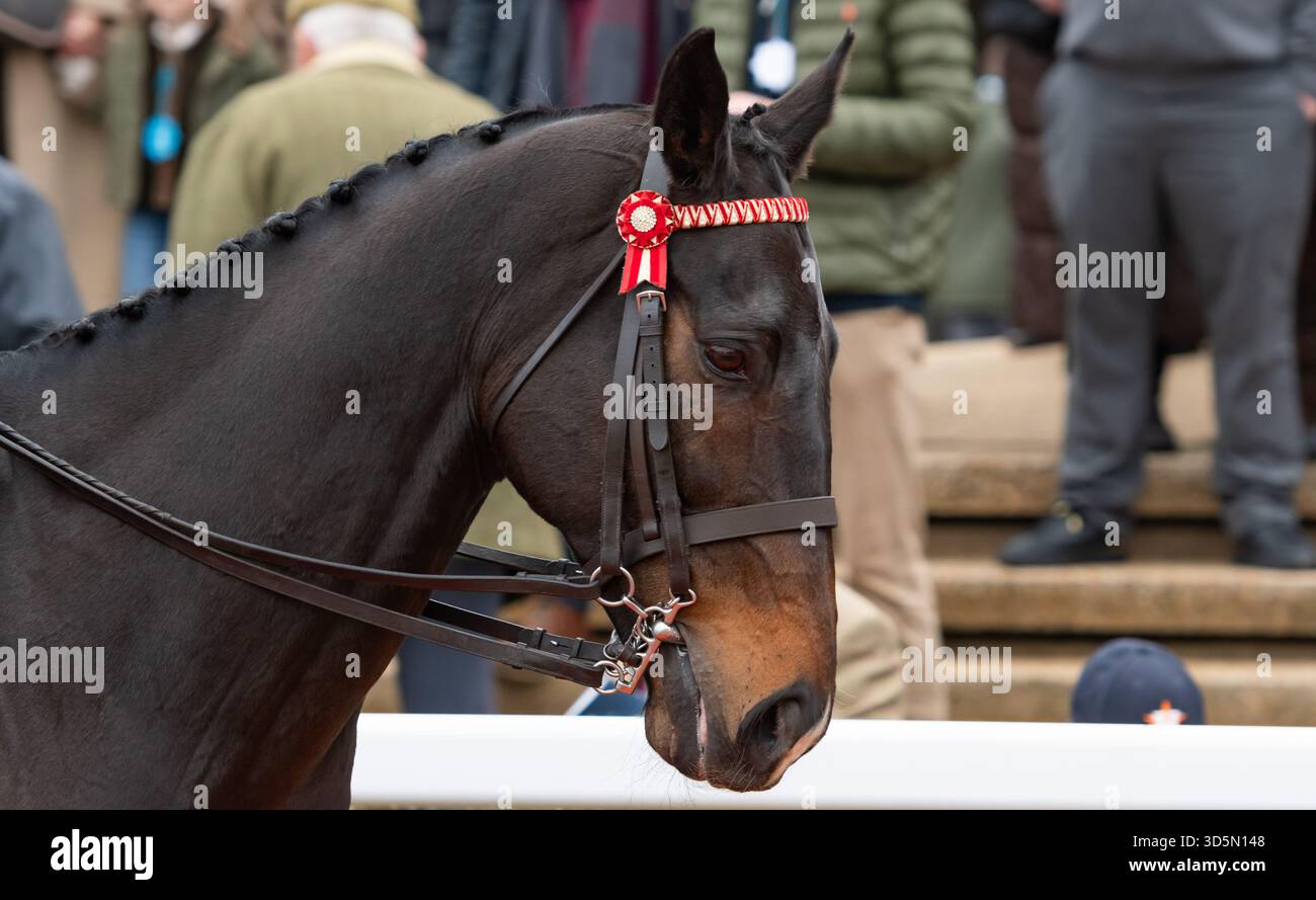 Frodon et la cavalière Philippa Hyde participent à la parade de recyclage des chevaux de course, Cheltenham, 15/11/25. Crédit JTW Equine images / Alamy. Banque D'Images