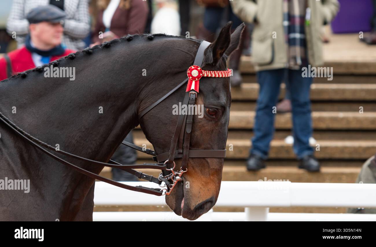 Frodon et la cavalière Philippa Hyde participent à la parade de recyclage des chevaux de course, Cheltenham, 15/11/25. Crédit JTW Equine images / Alamy. Banque D'Images