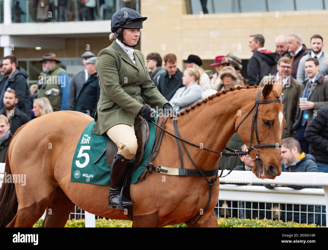 Melon et la cavalière Sophie Candy participent à la parade de recyclage des chevaux de course, Cheltenham, 15/11/25. Crédit JTW Equine images / Alamy. Banque D'Images