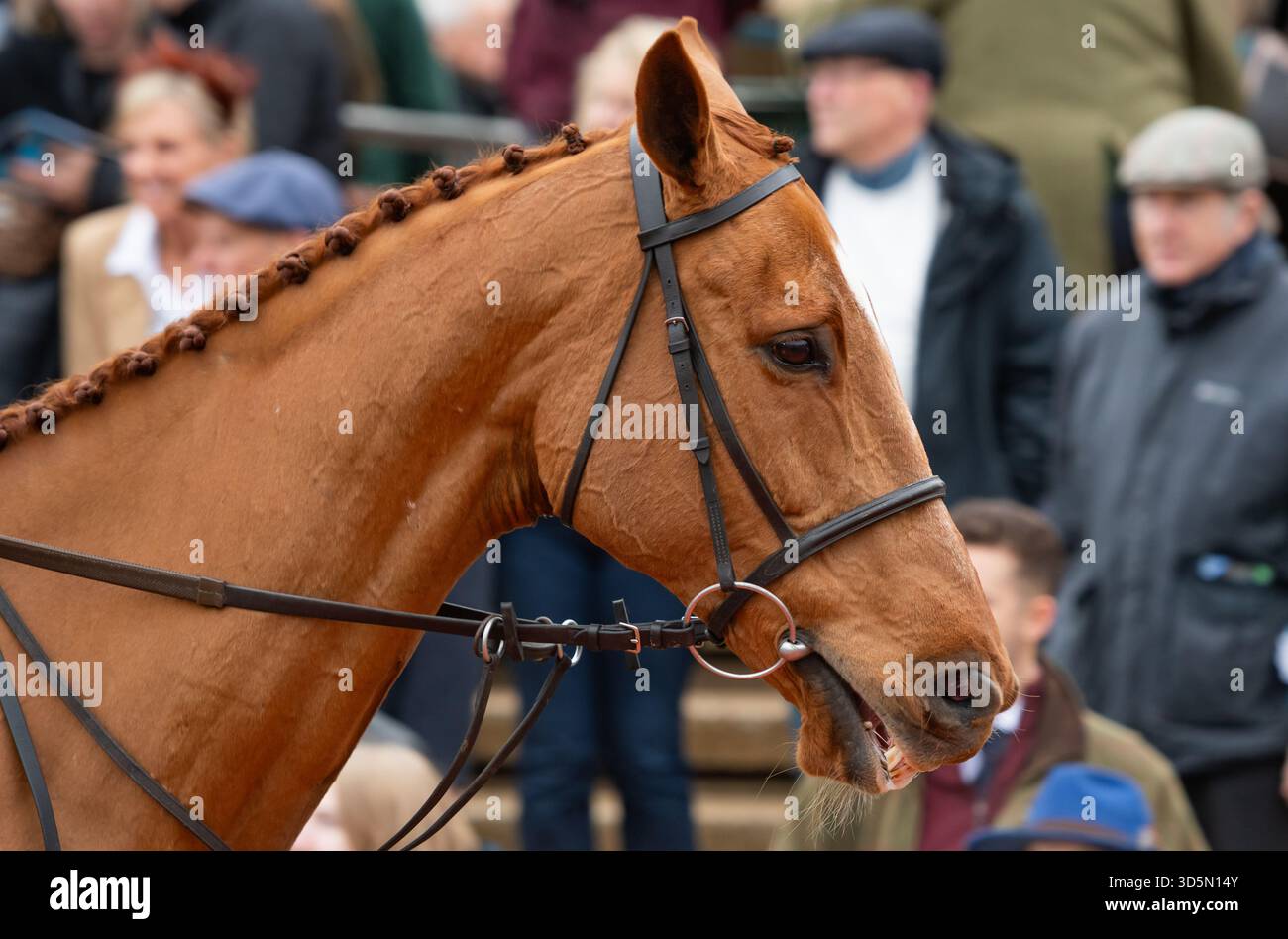 Melon et la cavalière Sophie Candy participent à la parade de recyclage des chevaux de course, Cheltenham, 15/11/25. Crédit JTW Equine images / Alamy. Banque D'Images