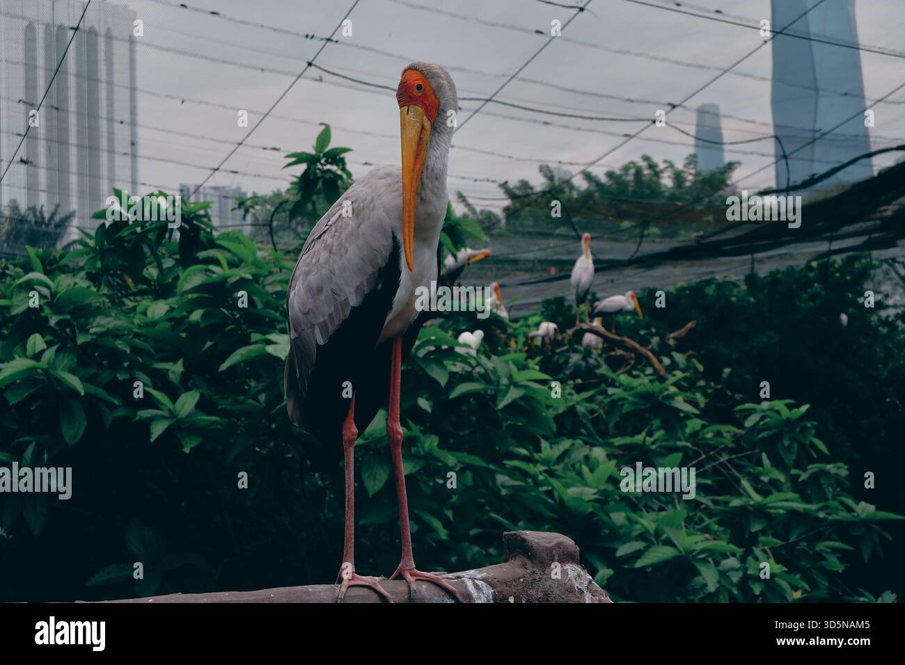 Une impressionnante cigogne à bec jaune se dresse au milieu de la verdure dans une volière de zoo. Le bec jaune vif de l'oiseau, le plumage blanc, la peau rouge du visage et les pattes roses. Banque D'Images