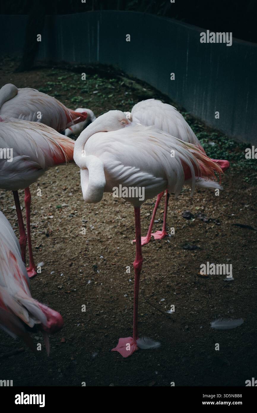 Un groupe étroit de grands flamants roses reposent ensemble dans une volière tropicale, leurs plumes roses douces et leurs longues jambes s'agitent dans une douce lumière. Banque D'Images
