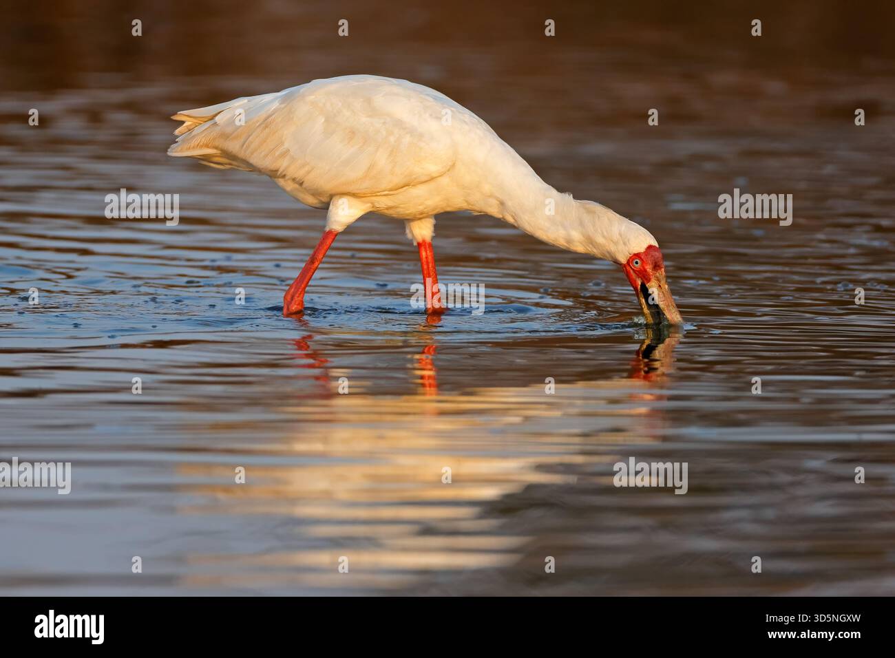 Un bec de cuillère africain (Platalea alba) qui se nourrit dans le parc national Kruger en eau peu profonde, en Afrique du Sud Banque D'Images