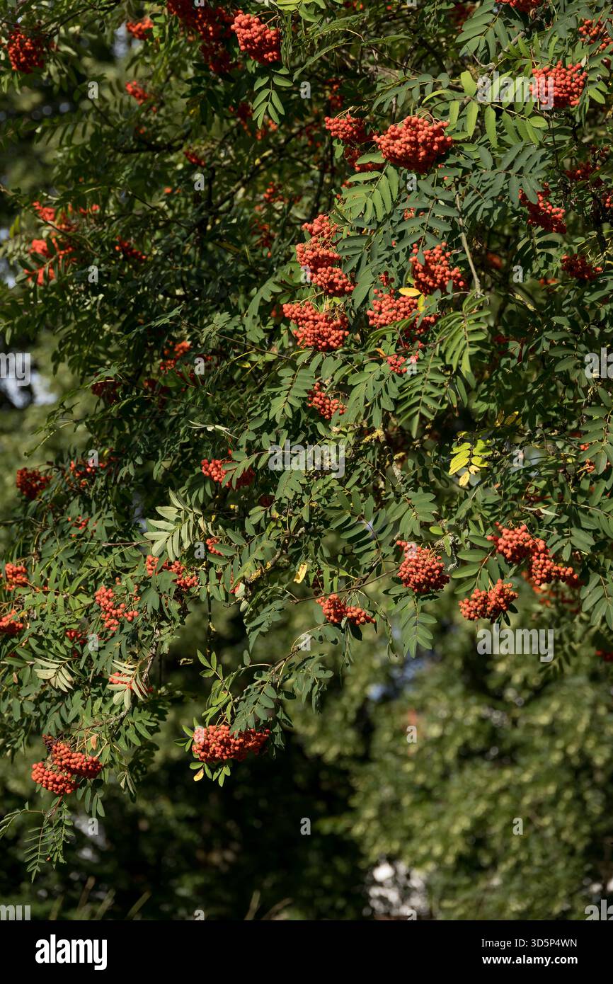 Branches d'arbre Rowan remplies de grappes de baies rouges vives et de feuilles pennées vertes à la fin de l'été Banque D'Images