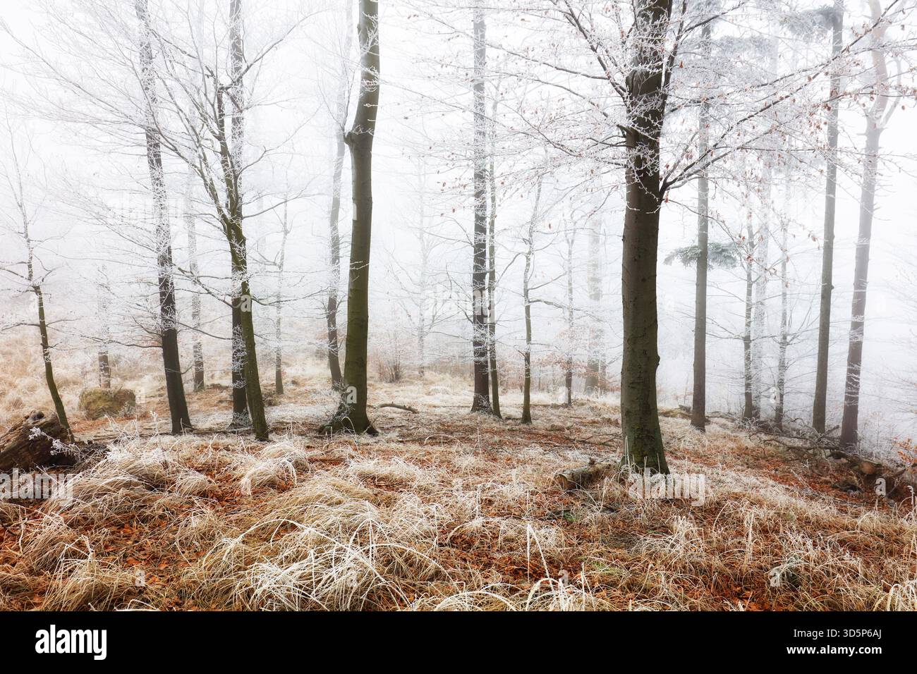 Brouillard et brume dans la forêt à l'automne Banque D'Images