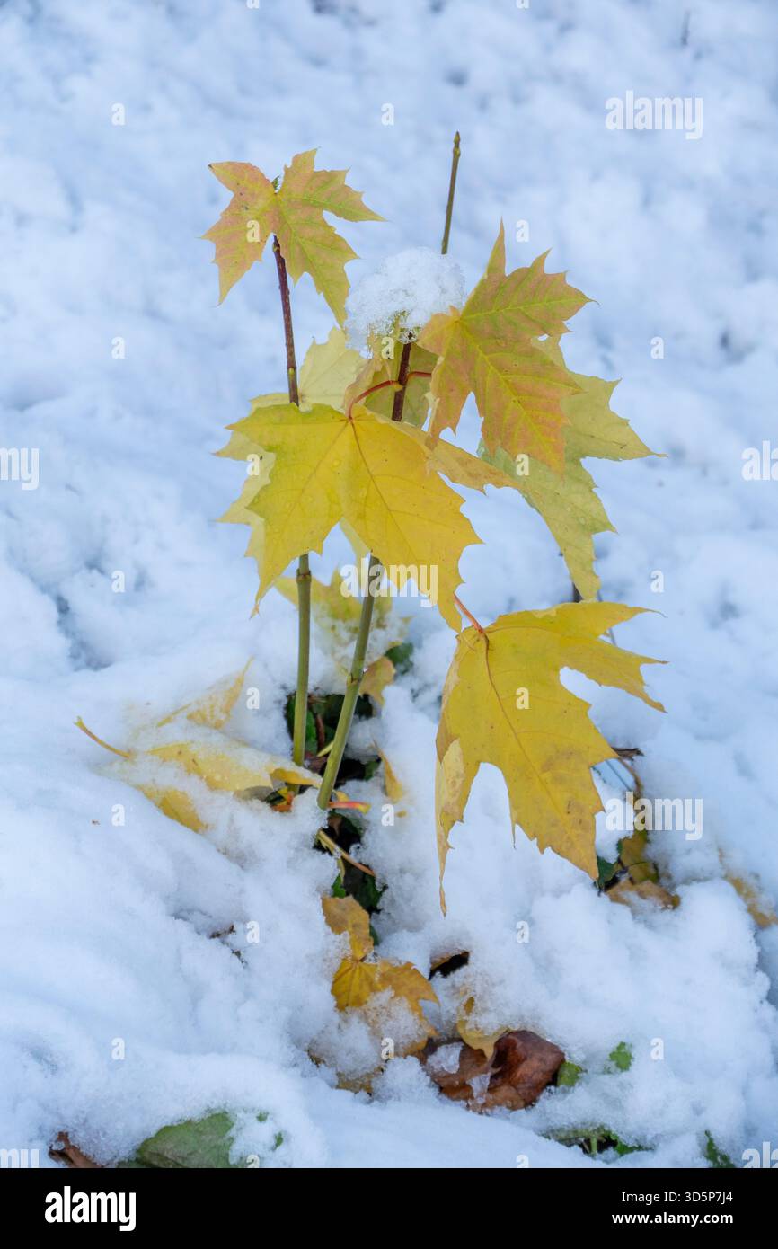 Une petite plante feuillue est couverte de neige. La neige est blanche et moelleuse, et la plante est entourée d'une couverture de neige. Concept de calme et de calme Banque D'Images