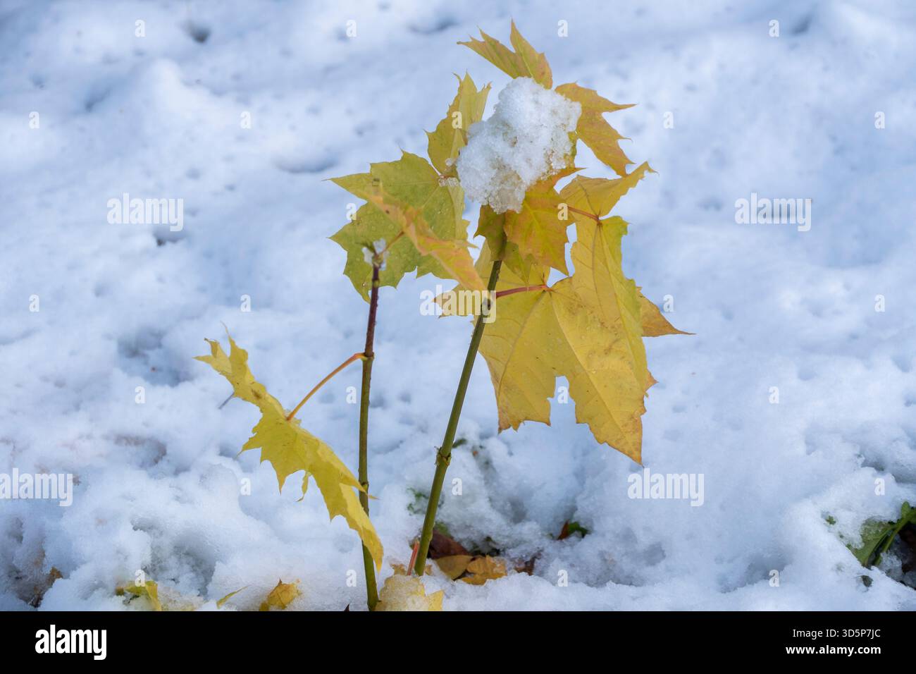 Une petite plante feuillue est couverte de neige. La neige est blanche et moelleuse, et la plante est entourée d'une couverture de neige. Concept de calme et de calme Banque D'Images