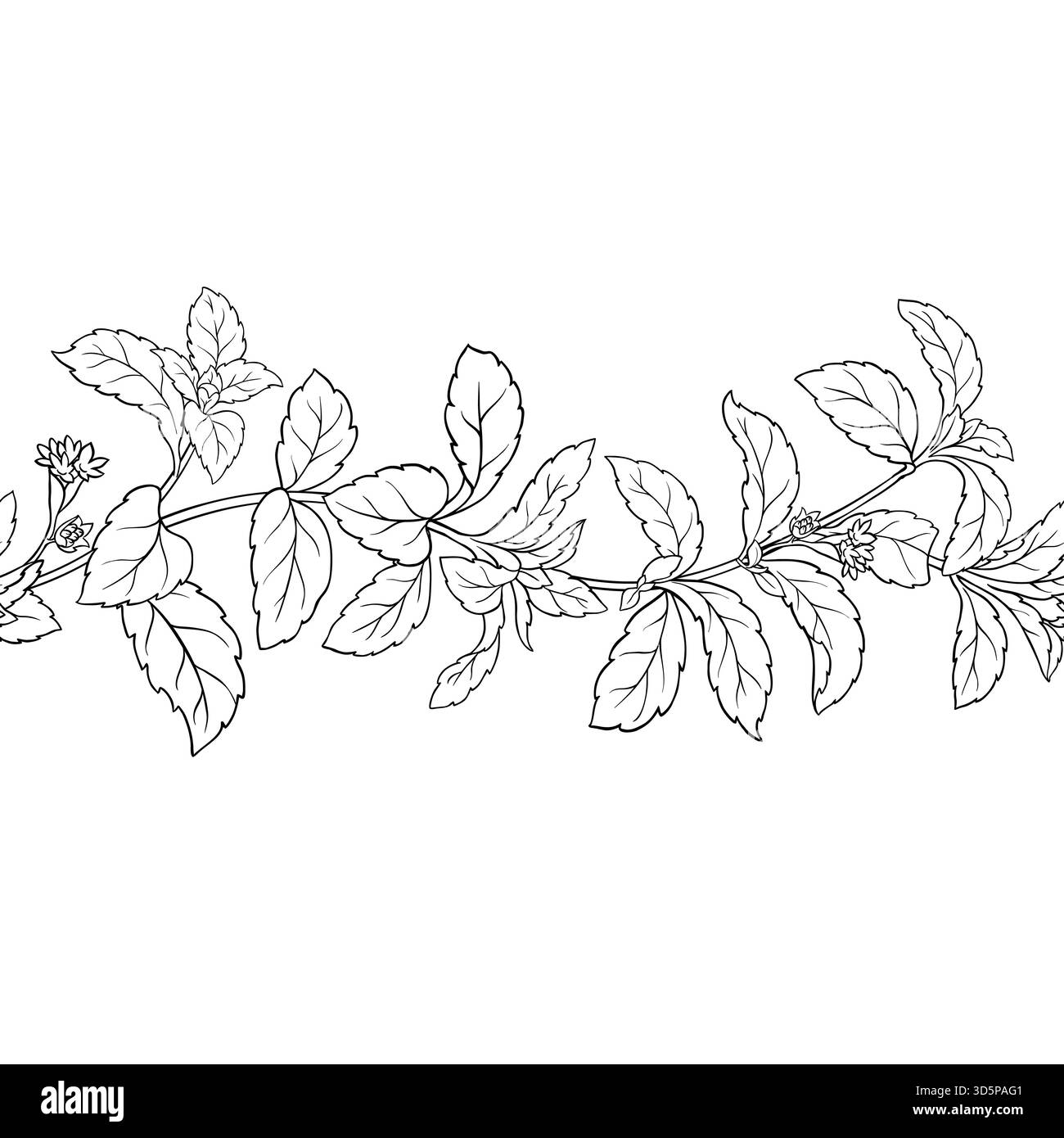 Stevia Outline horizontal Seamless Pattern. Illustration de Vecteur